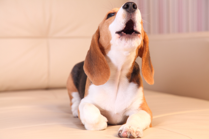 Beagle Howling