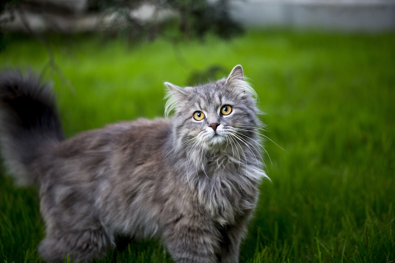 A Maine Coon cat with long fur standing in a grassy garden