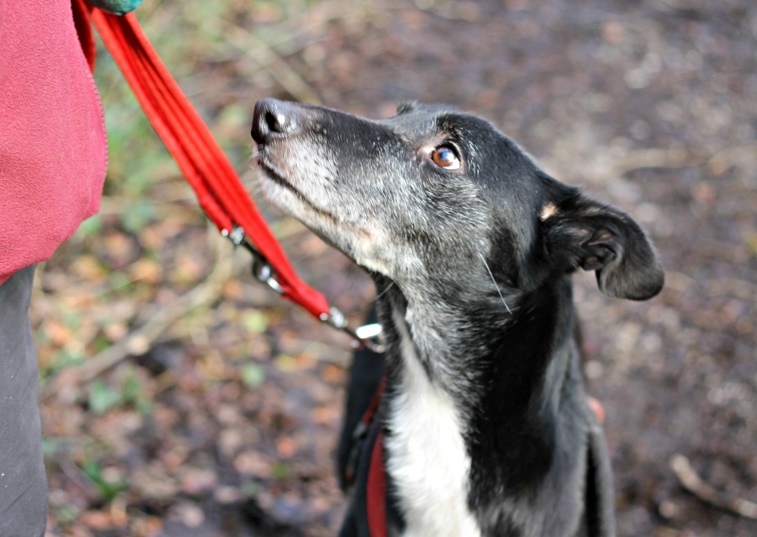 lurcher on a red leash