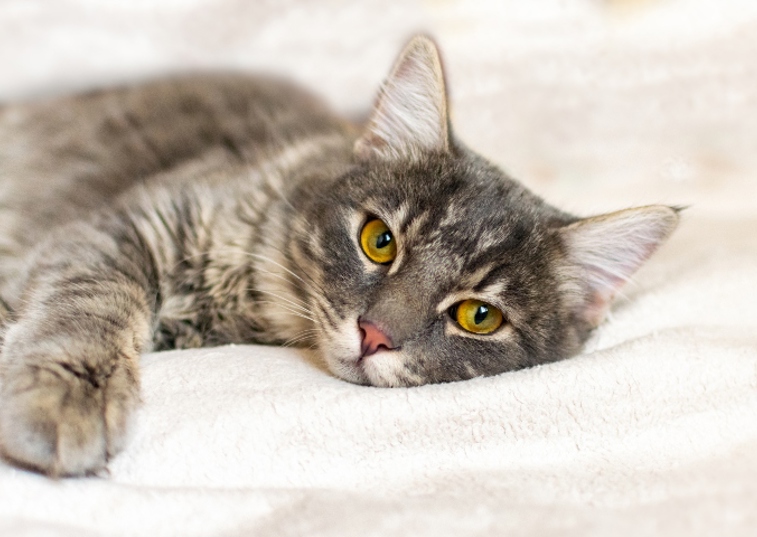 Grey tabby cat with orange eyes lying on a white blanket 
