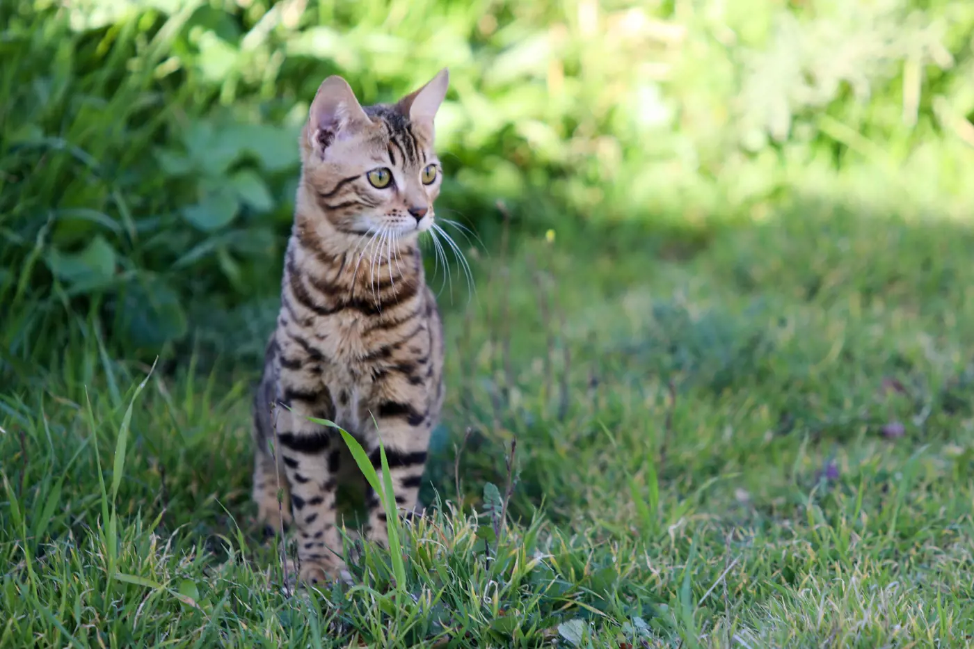a bengal cat sat in the grass