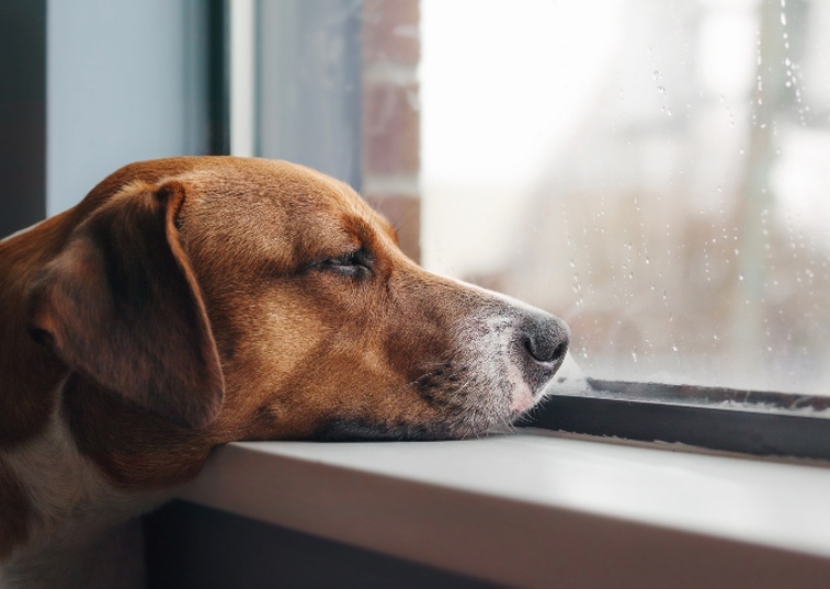 brown dog placing head on window sill