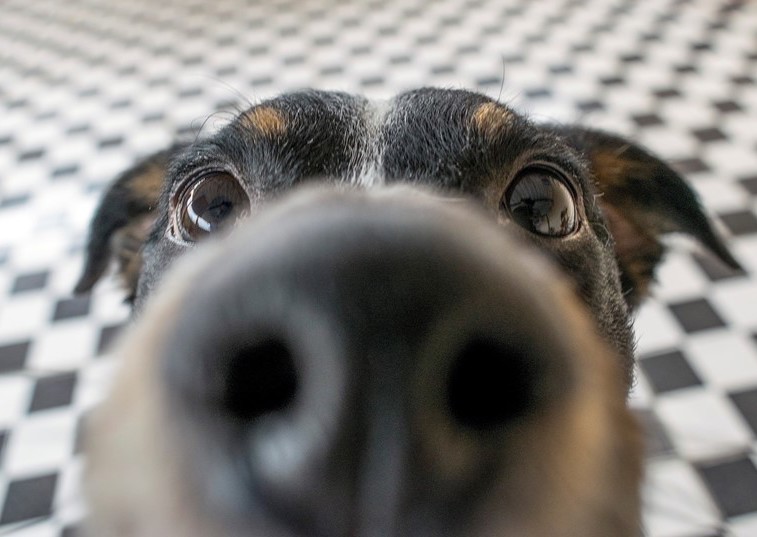 Dogs can sniff out stress