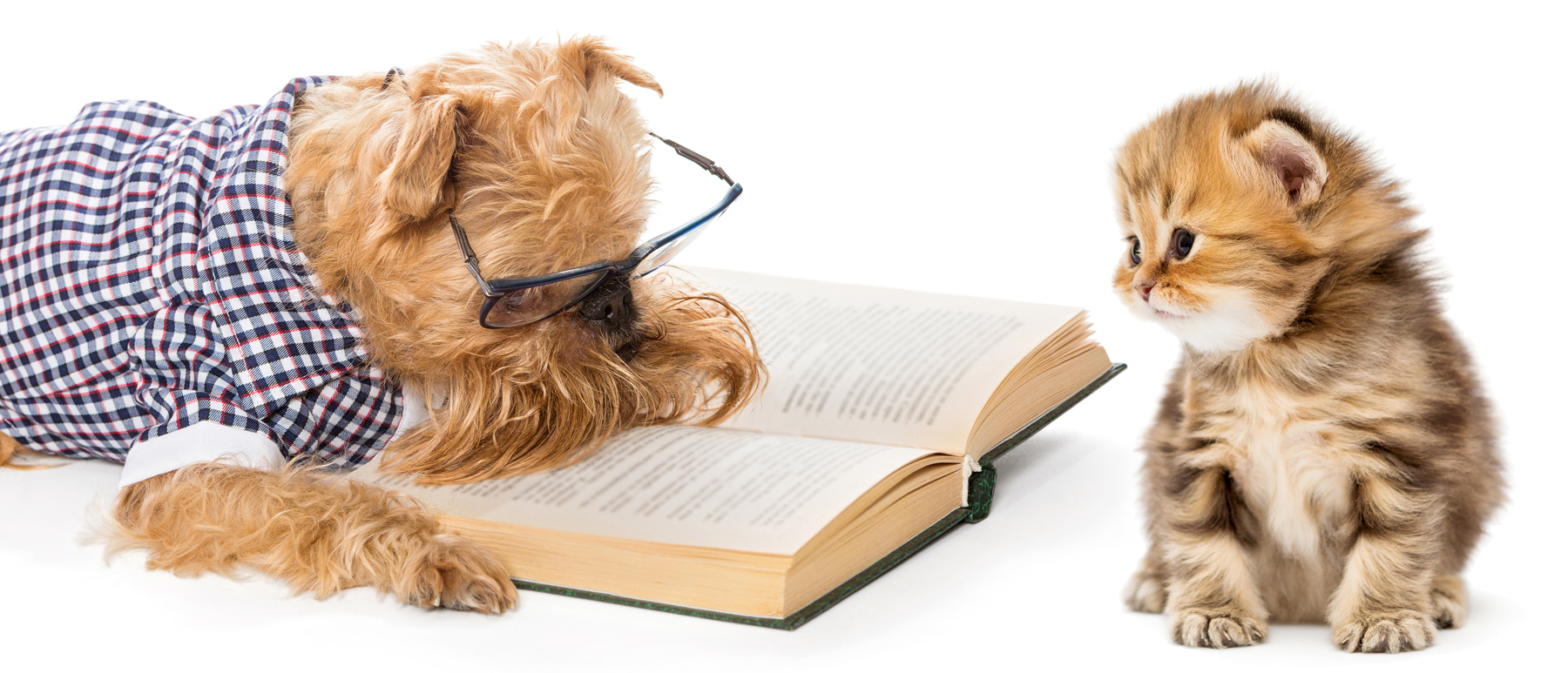 A dog in a shirt and glasses on reading a book to a kitten