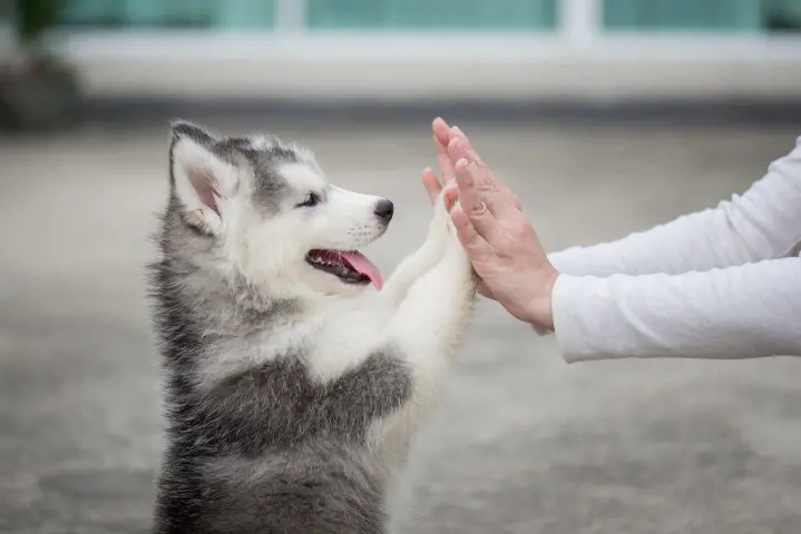 husky touching persons hands