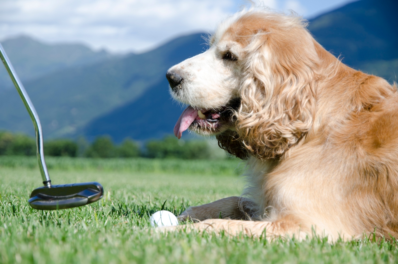dog sitting on a golf course with owner playing golf