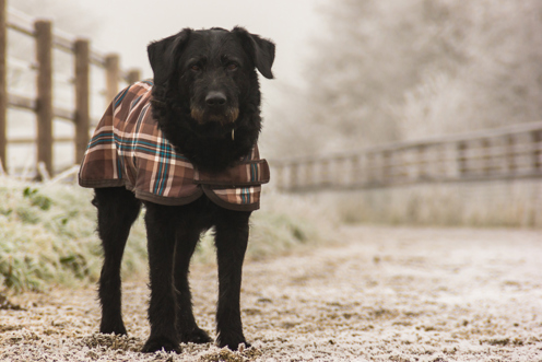 A dog in a tartan coat whilst out on a walk on a frosty cold morning