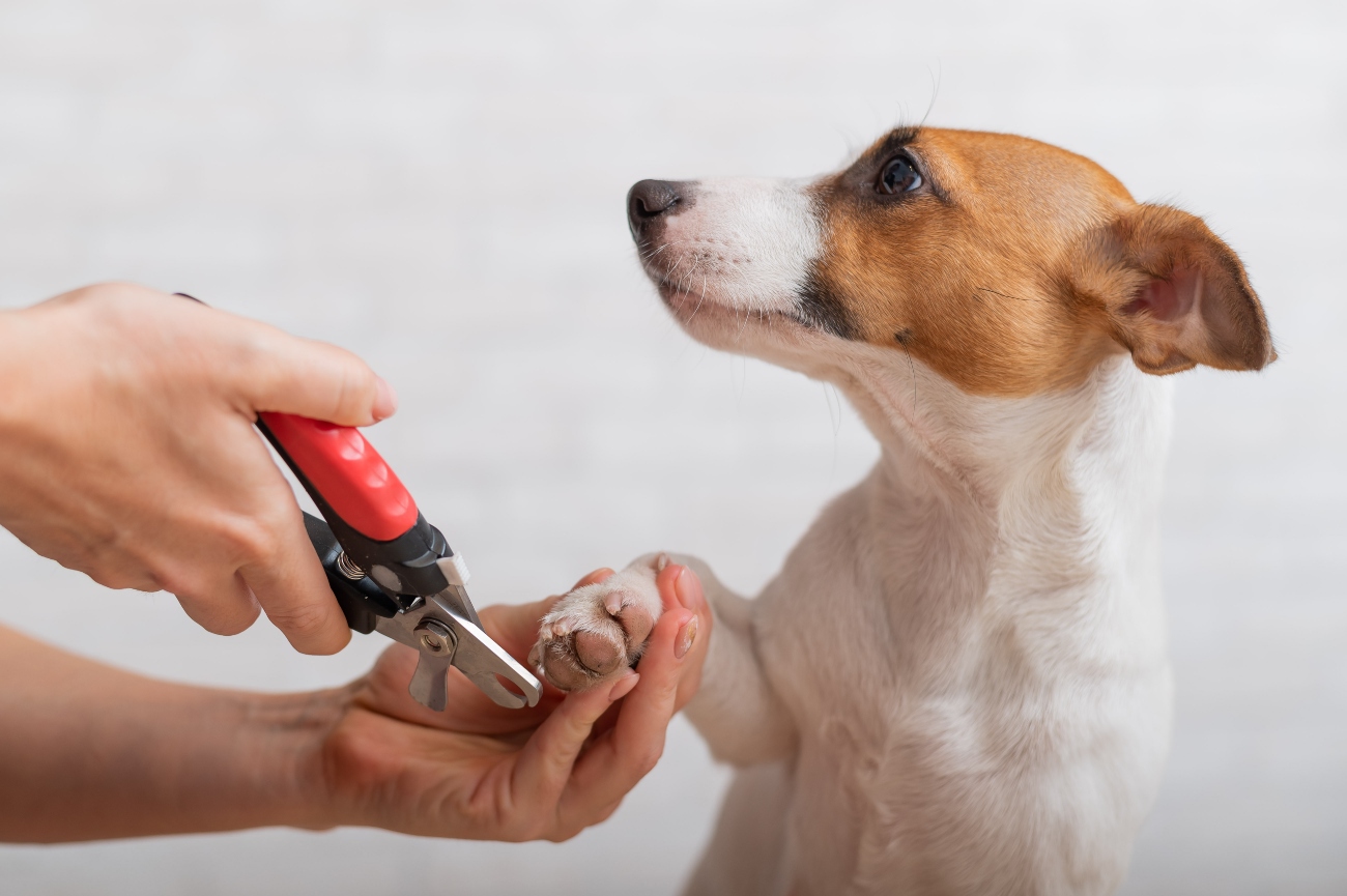 Dog nail biting treatment sales