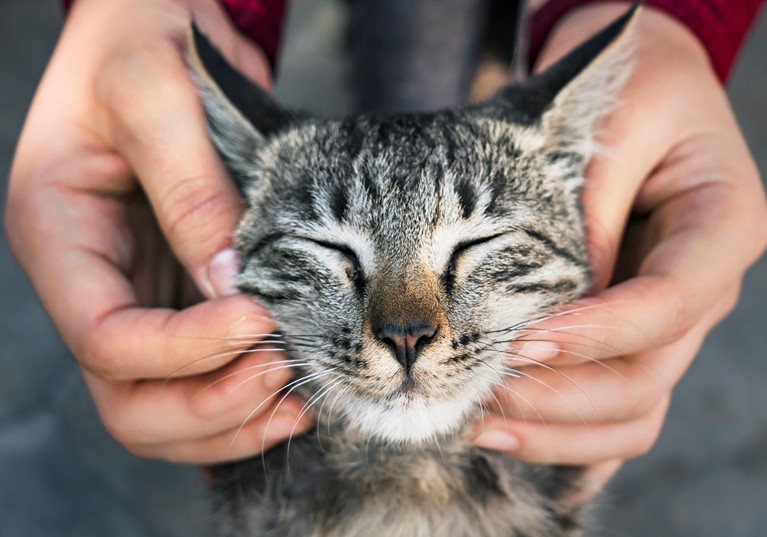 A person rubbing the cheeks of a cat