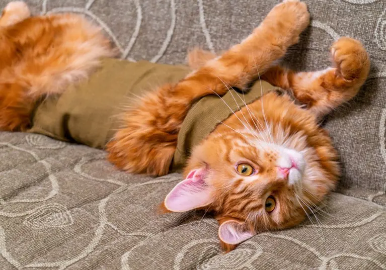 ginger cat laying on their back with bandage on after surgery