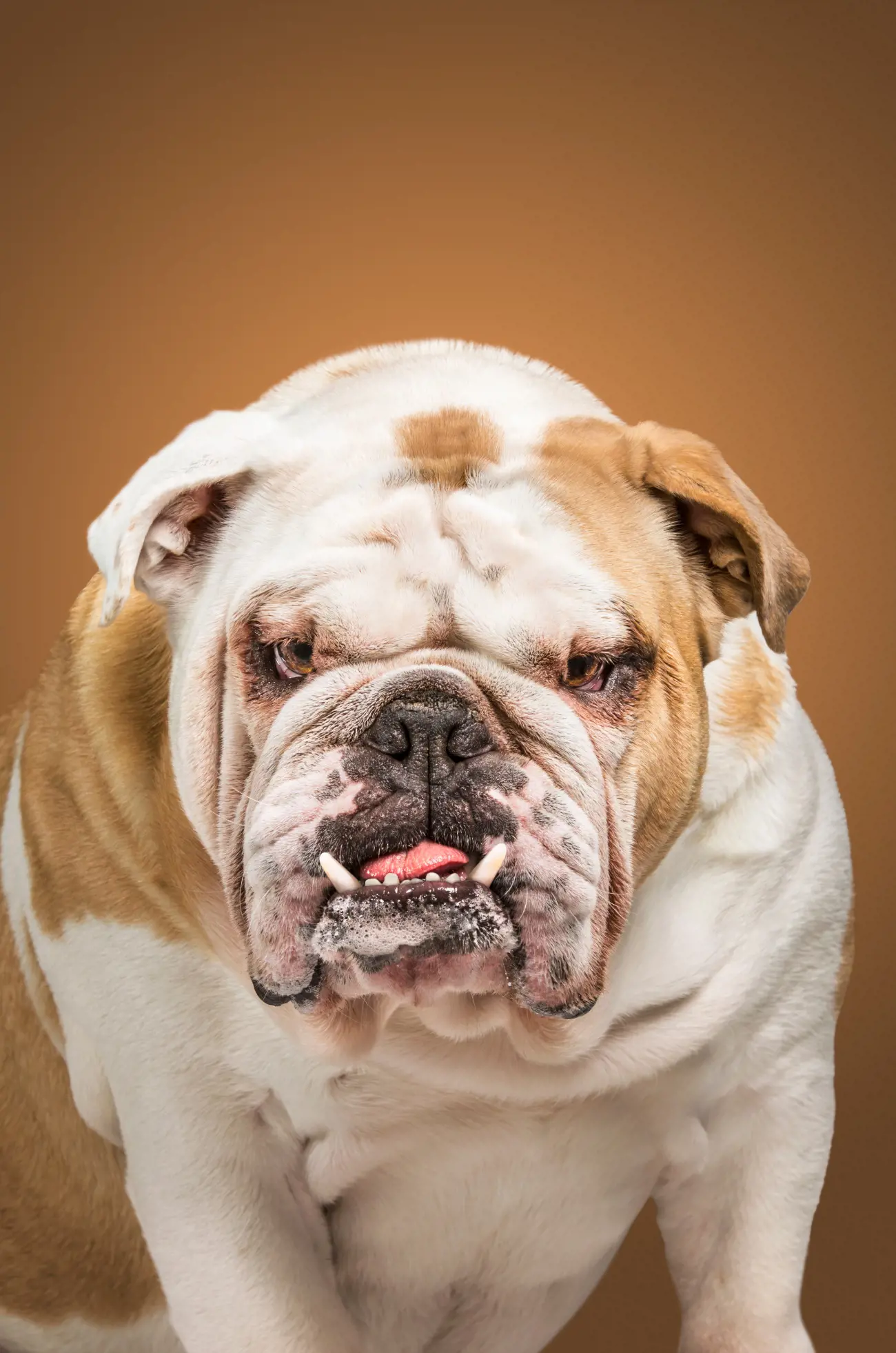 Despite their muscular and tough appearance, English Bulldogs tend to be couch potatoes with moderate energy levels, enjoying short play sessions and lots of cuddling.