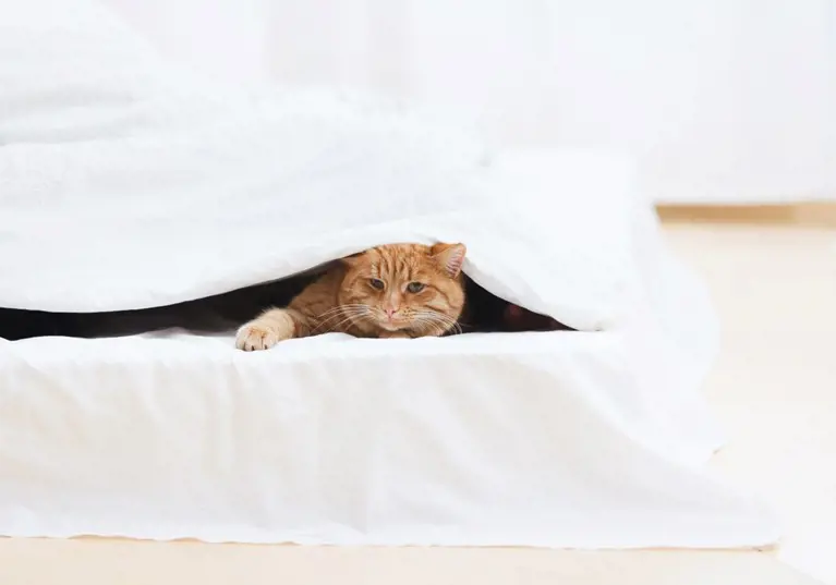 ginger cat poking head out from under bed sheets
