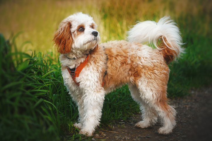 A dog with a short fluffy coat on a walk