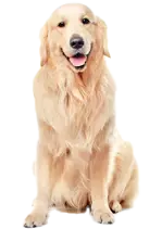 Golden Retrievers are known for their loyalty and affectionate nature. They form strong bonds with their human families and are often described as 'velcro dogs' due to their tendency to stick close to their owners. This loyalty and loving disposition make them excellent family pets, providing companionship and emotional support to people of all ages.