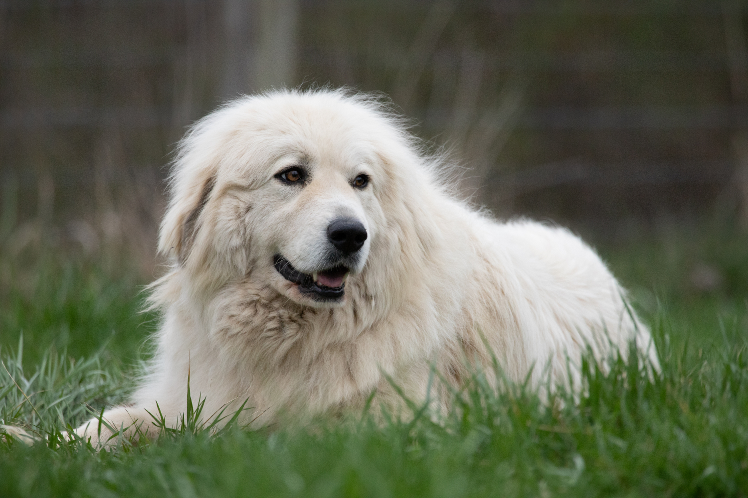 white great pyrenees laying on grass