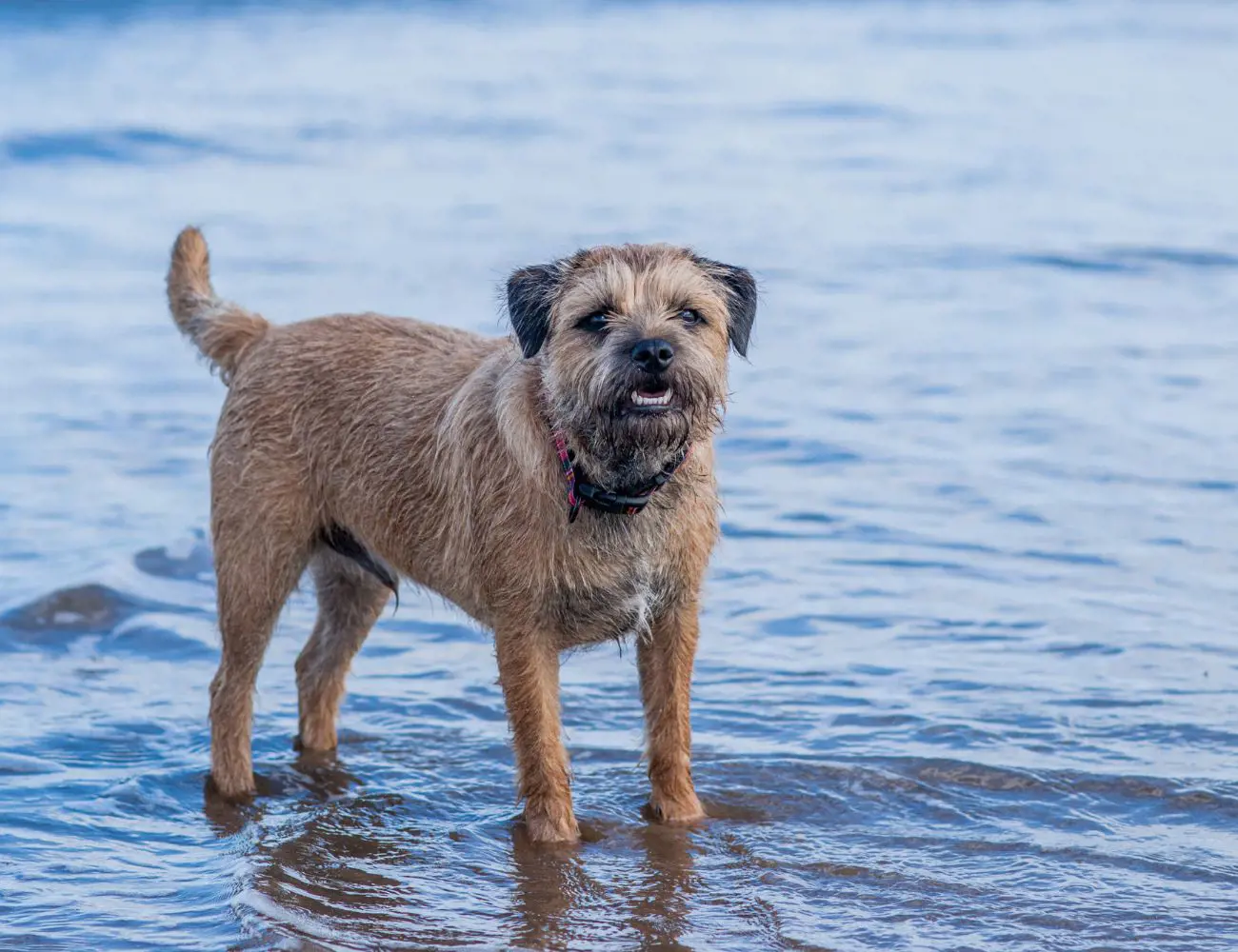 One of the distinguishing features of the Border Terrier dog breed is its wiry coat, which comes in colours like grizzle and tan, blue and tan, and wheaten. This coat is not just for show; it provides protection against harsh weather conditions, a necessity during their fox hunting days.