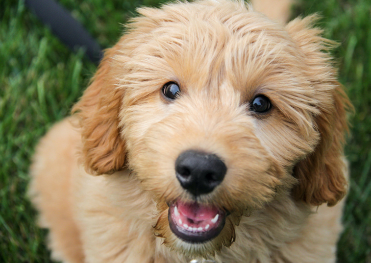 Golden Doodle dog smiling at the camera