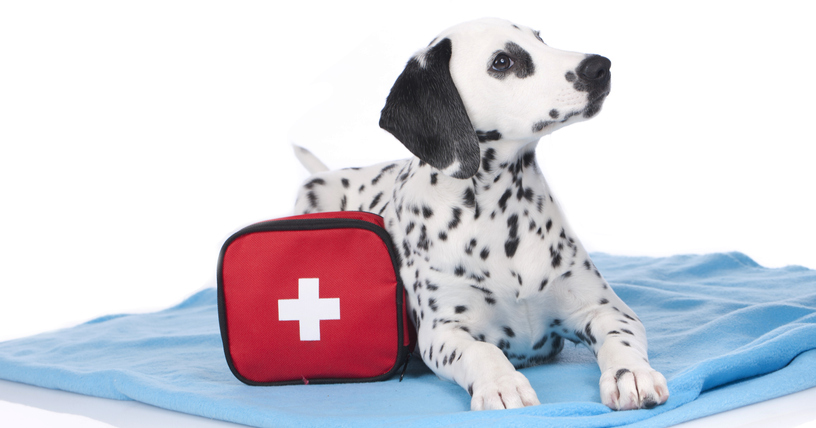 A Dalmatian laying on a blanket next to a first aid kit