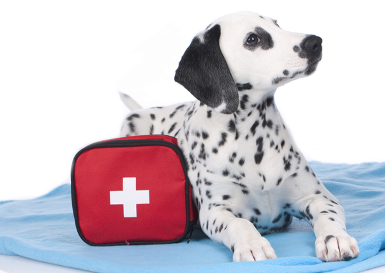 Dog First Aid