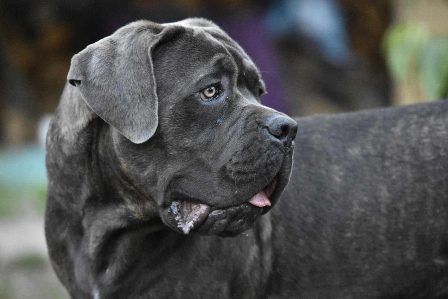 A large black Cane Corso dog