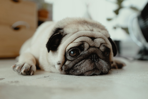 A bored looking pug laying down with its chin on the floor