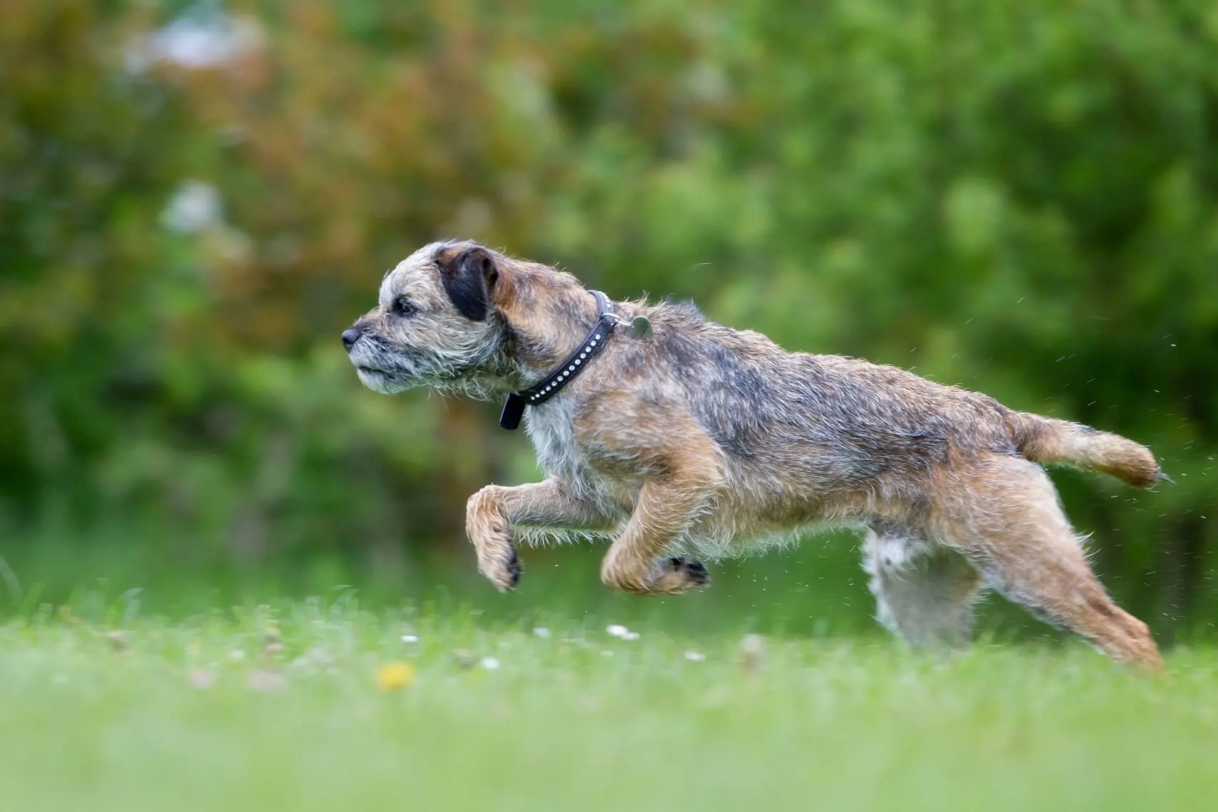 Border terrier