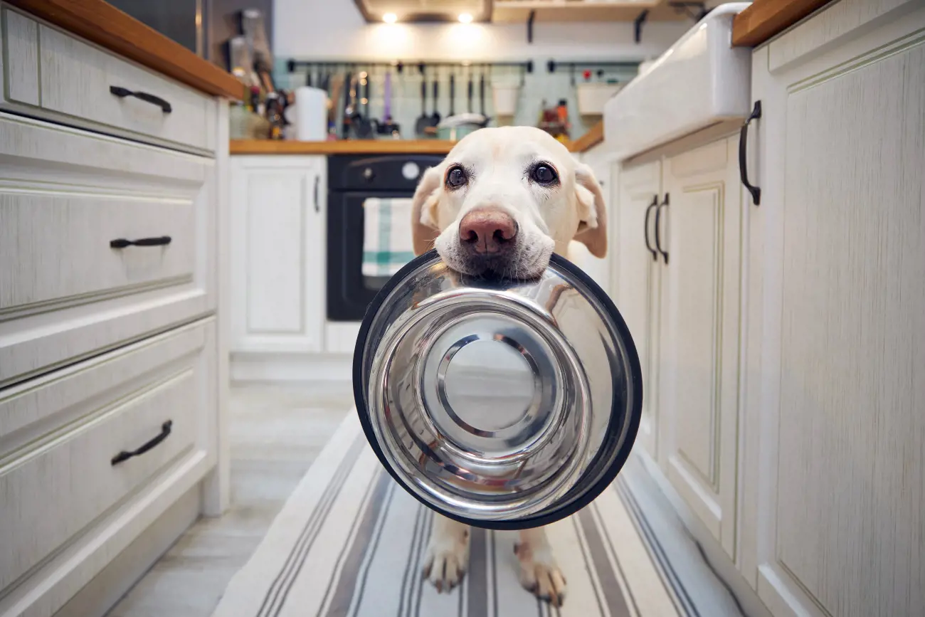 white dog holding food bowl