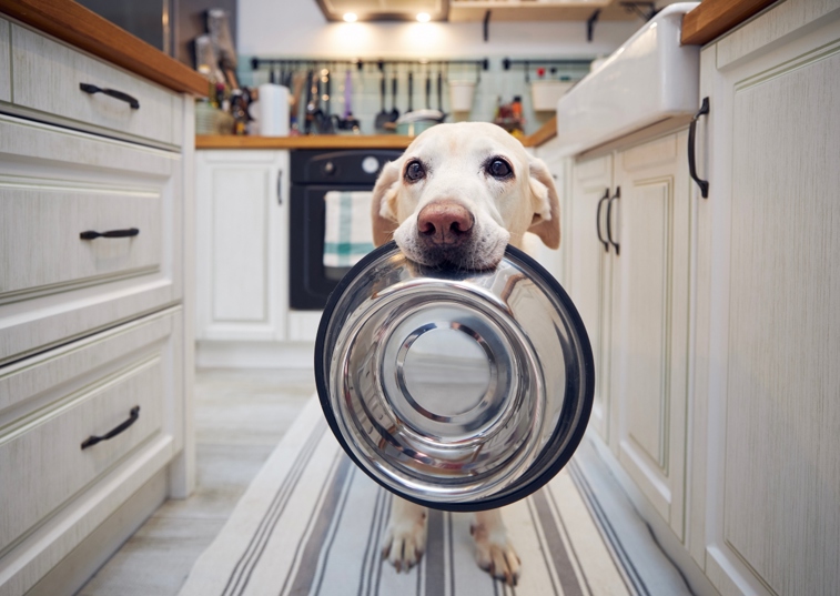 white dog holding food bowl