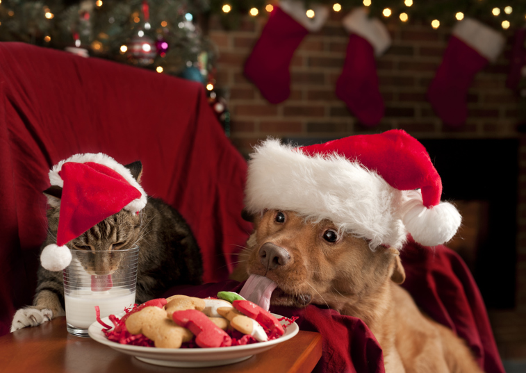 Dog and cat in Christmas hats enjoying some snacks