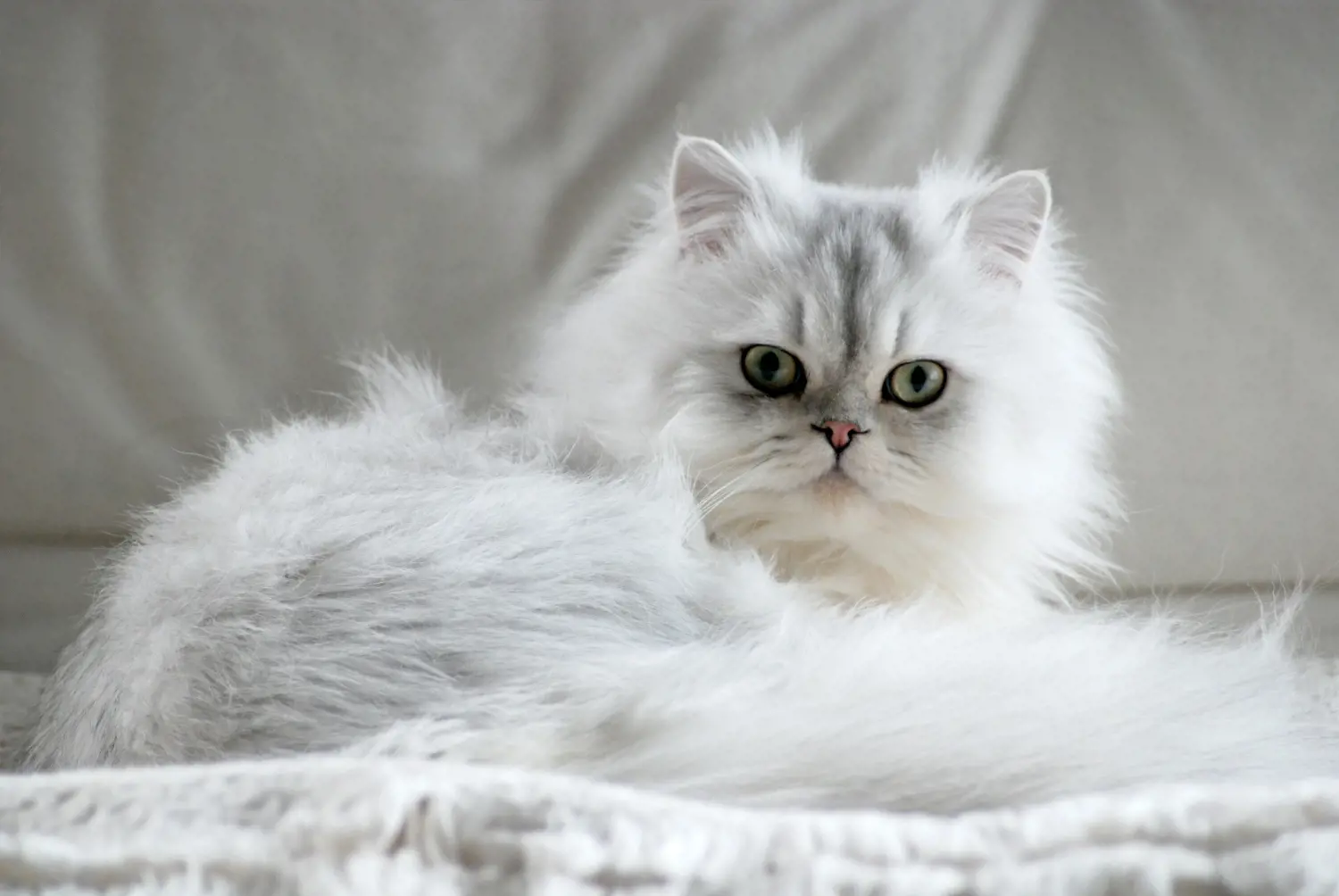 Cat laying on sofa