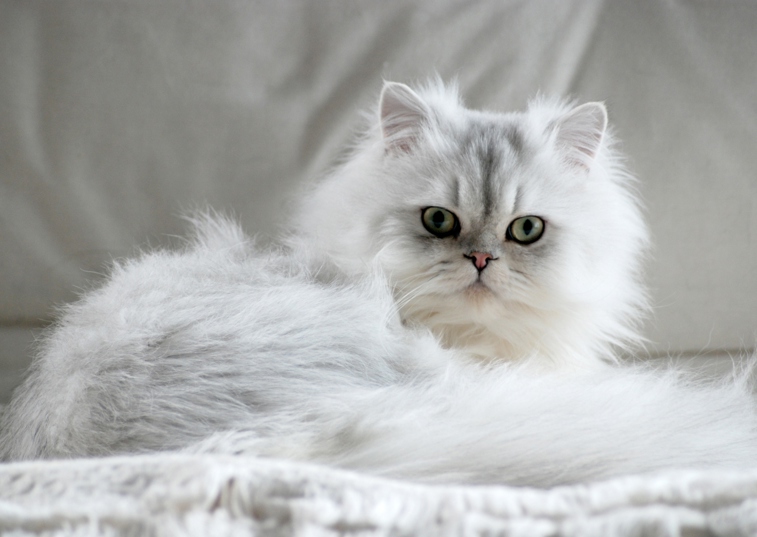 Persian Cat