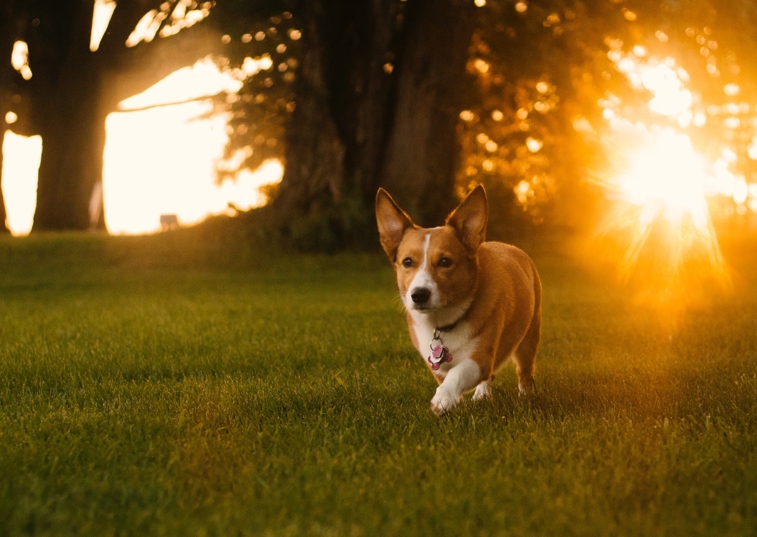 Corgi in a field with sun setting