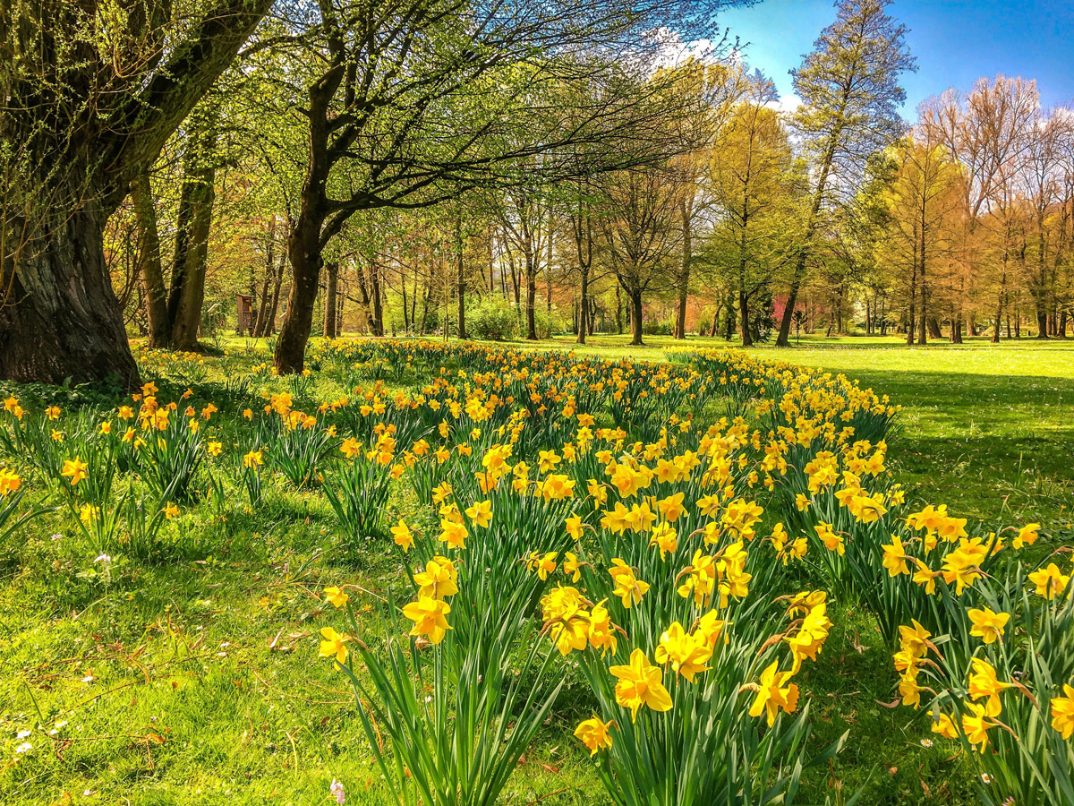 A field with many daffodils under a large tree