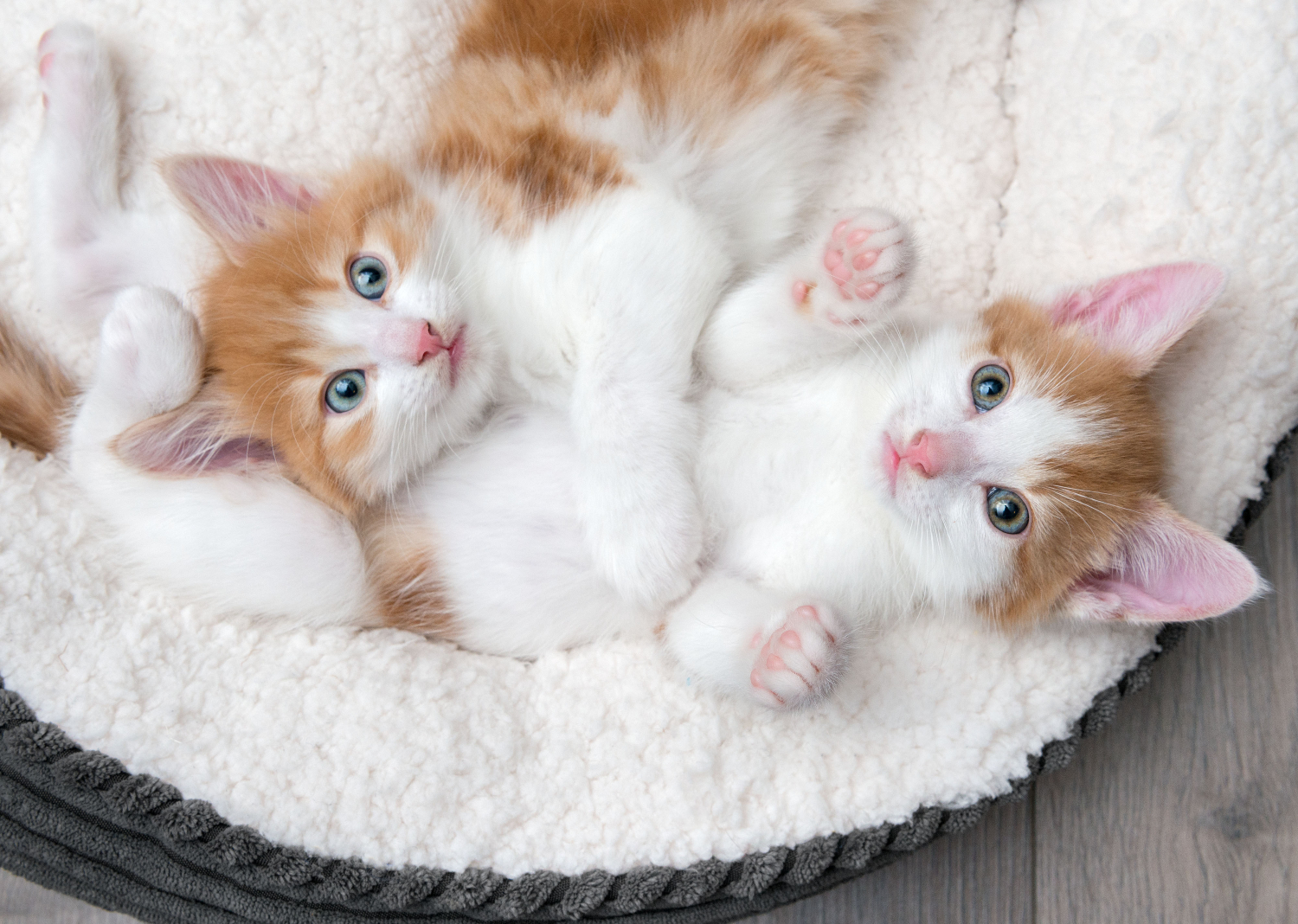 ginger and white kittens laying in cat bed
