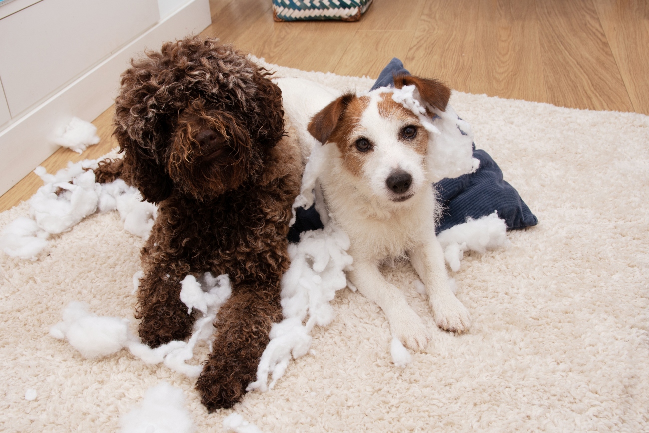 2 dogs sitting next to each other covered in cotton