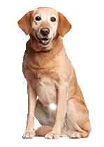 Golden Retrievers were originally bred in Scotland in the mid-19th century. They were developed by crossing the now-extinct Yellow Retriever with the Tweed Water Spaniel, along with other breeds like the Bloodhound, Irish Setter, and more. The goal was to create a breed that excelled in retrieving game from both water and land, which is why they are equipped with a water-resistant double coat and a love for swimming.