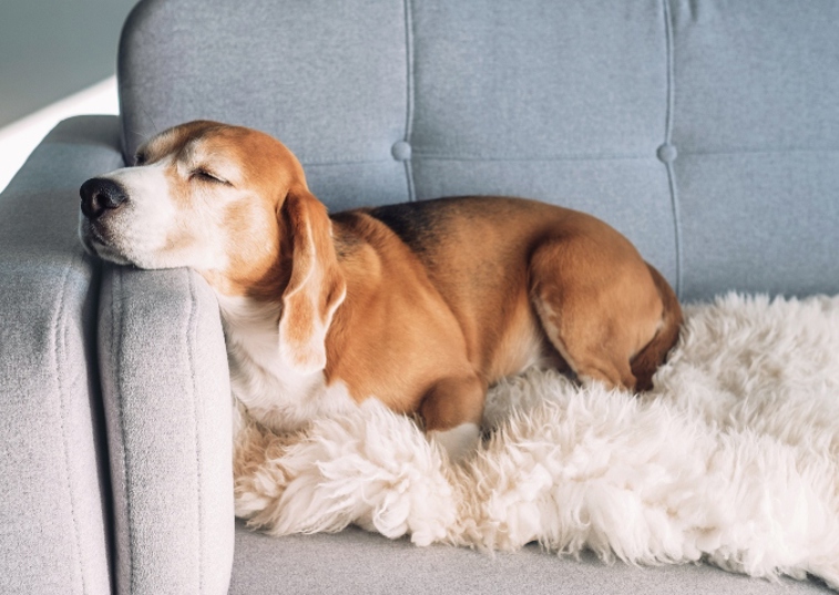 Bassett Hound asleep on a sofa