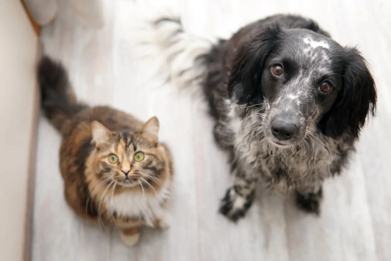 A Cat And Dog Looking Up