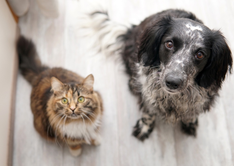 A Cat And Dog Looking Up