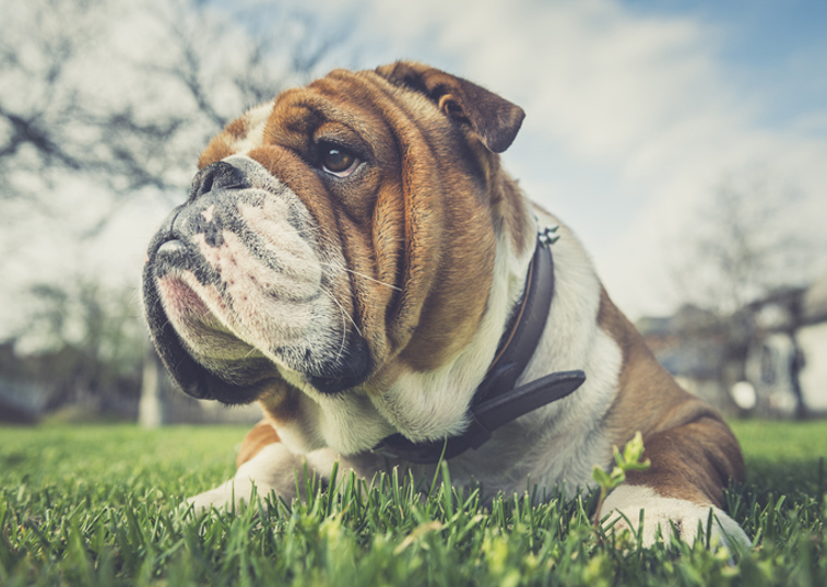 Bulldog looks away from camera