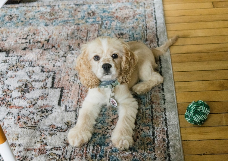 Cocker Spaniel Puppy