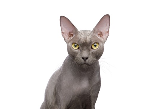 Sphynx Cat