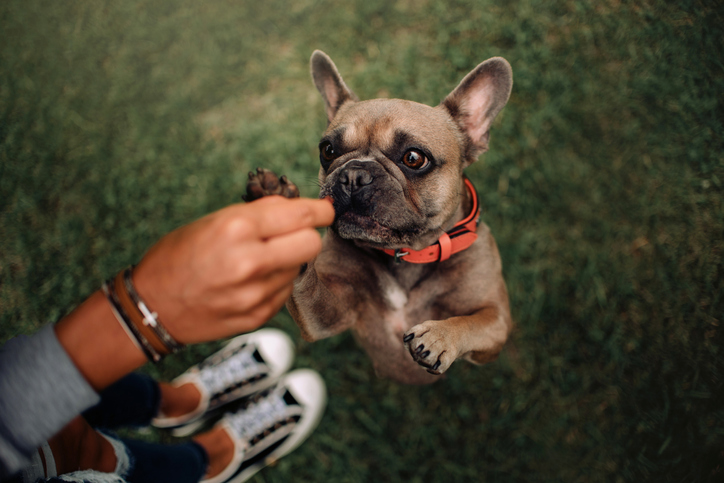 French Bulldog