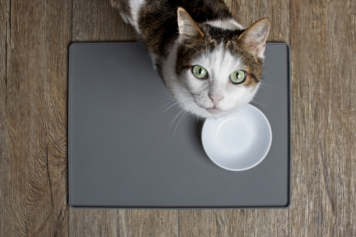 Cat with empty bowl