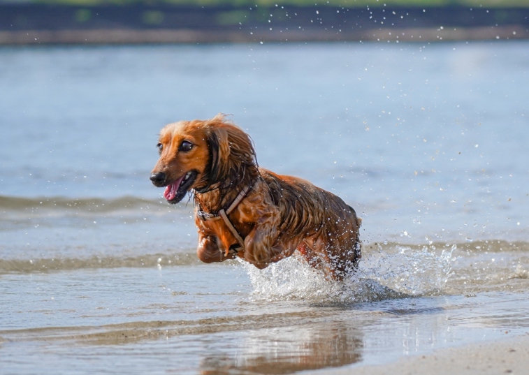 Sausage dog playing on the beach in the sea