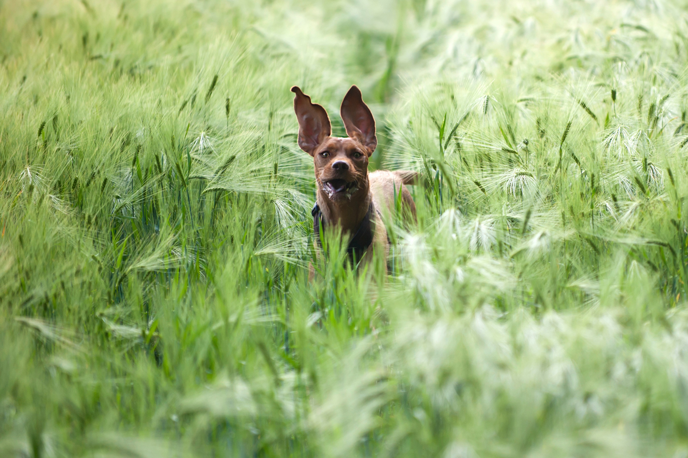 A Vizsla runnig through long grass with its tongue out