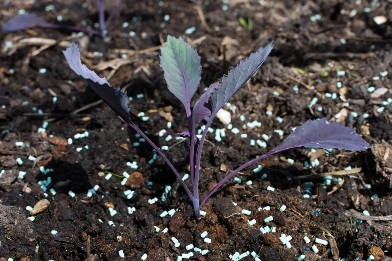 slug pellets in soil