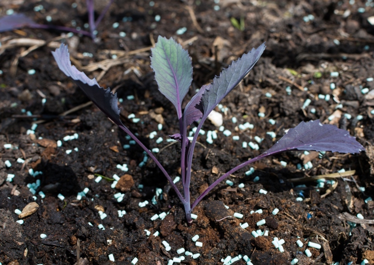 slug pellets in soil