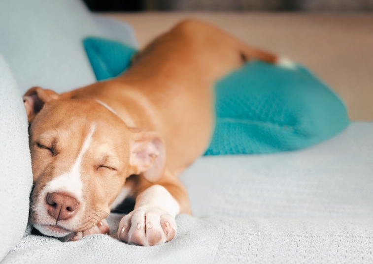 What does dog insurance cover? Dog Insurance Purely Pets