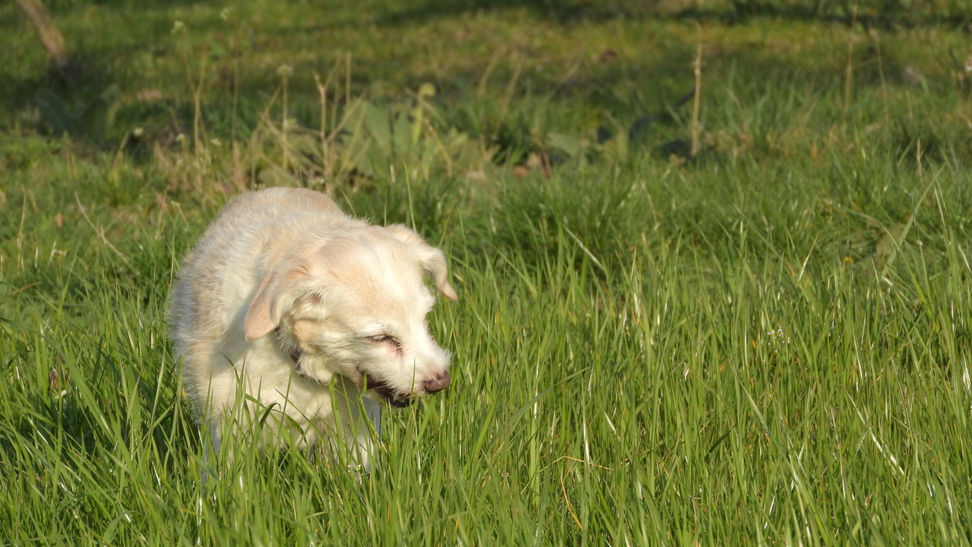 A dog in a field eating grass